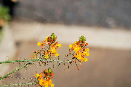 Bulbine frutescens in the flower bedの写真素材