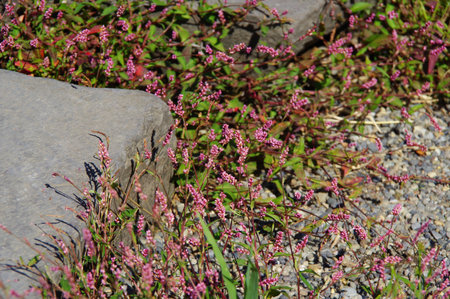 Polygonaceae weeds bloomの写真素材