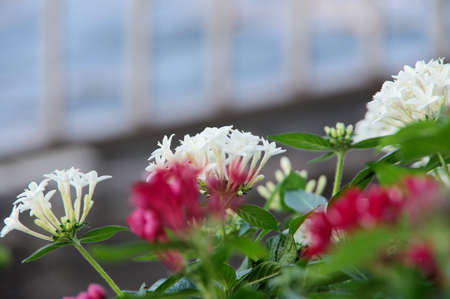 Pentas lanceolata flower