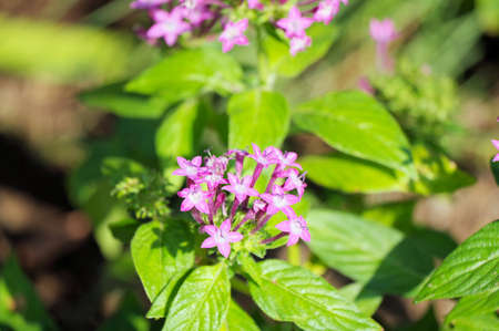 Pentas lanceolata flowerの写真素材