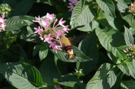 Pentas lanceolata flowers and Cephonodes hylasの写真素材