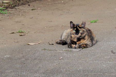 Stray cat in the cityの写真素材