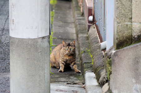 Stray cat in the cityの写真素材