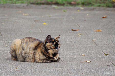 Stray cat in the cityの写真素材
