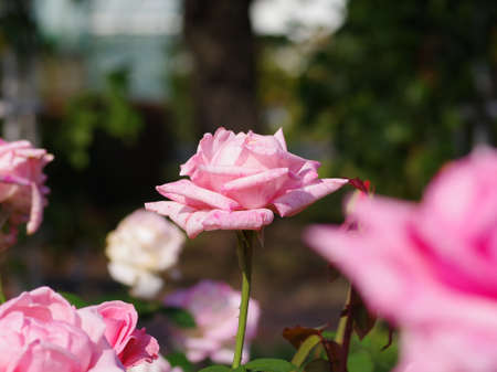 Pink rose in the rose gardenの写真素材