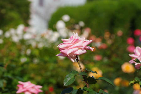 Pink rose in the rose gardenの写真素材