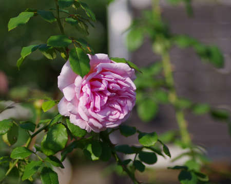 Grape-colored rose in the rose gardenの写真素材
