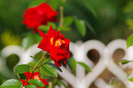 Red roses in the rose gardenの写真素材