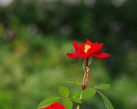 Red roses in the rose gardenの写真素材
