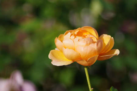 Orange rose in the rose gardenの写真素材