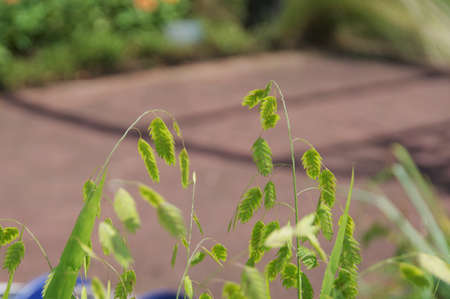 Briza maxima in the botanical gardenの写真素材