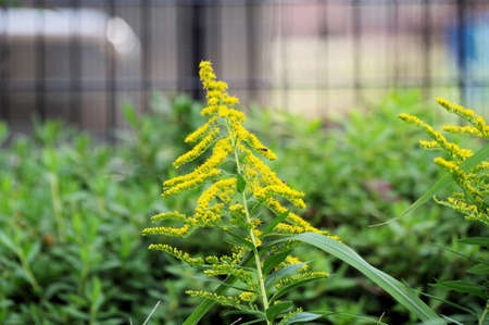 Weed with yellow flowerの写真素材