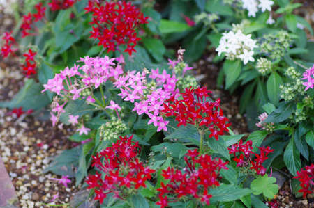 Flowering pentasの写真素材