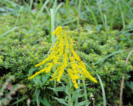 Weed with yellow flowerの写真素材