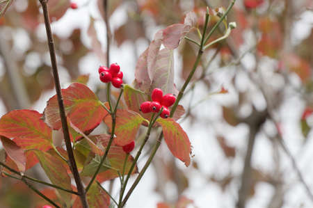 Dogwood fruitの写真素材