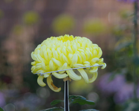 Close-up chrysanthemum flowerの写真素材