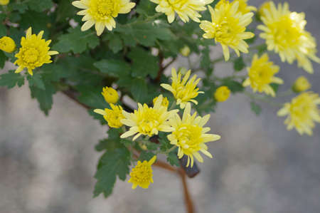 Yellow chrysanthemum flowerの写真素材