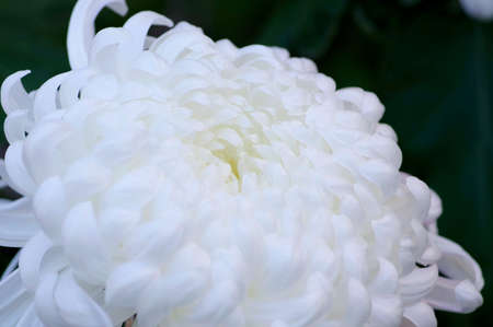 Close-up chrysanthemum flowerの写真素材