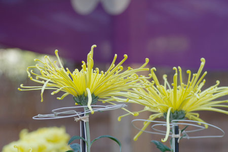 Chrysanthemum flower with thin petalの写真素材