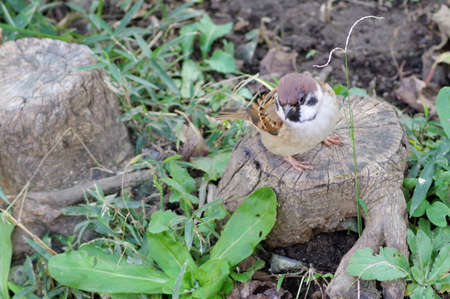 Resting a sparrowの写真素材