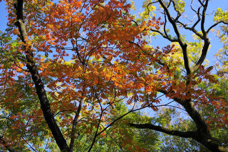 Colored Toxicodendron succedaneum tree leavesの写真素材