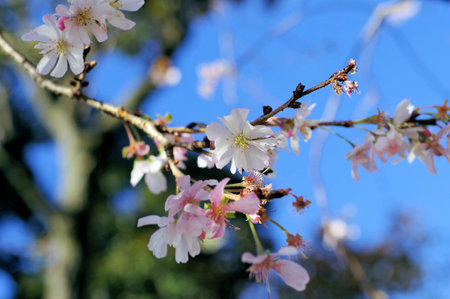 Out-of-season cherry blossomsの写真素材