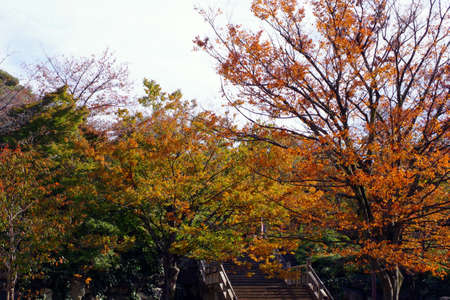 Autumn leaves in the parkの写真素材