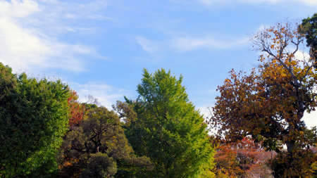 Scenery in the parkの写真素材