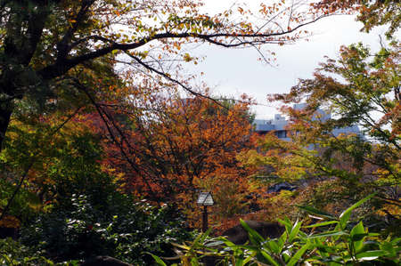 Autumn leaves in the parkの写真素材