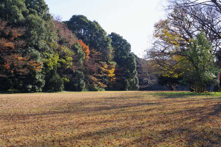 A plaza filled with fallen leaves
