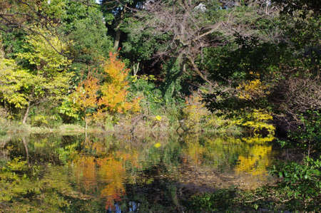 Autumn leaves reflected on the surface of the waterの写真素材