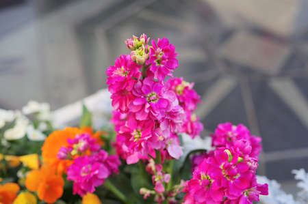 Matthiola Aiton flower