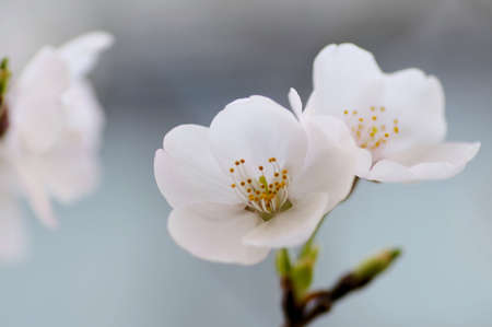 Close-up cherry blossomsの写真素材
