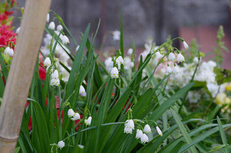 Snowflake flowersの写真素材