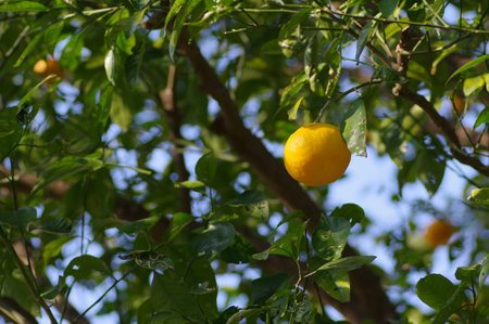 Citrus natsudaidai treeの写真素材