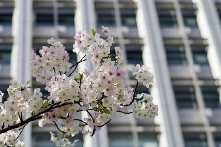 Cherry blossoms in full bloom in front of the buildingの写真素材