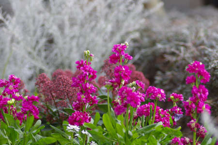 Stock flowersの写真素材