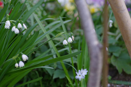 Snowflake flowersの写真素材
