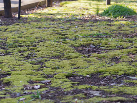 Mossy groundの写真素材