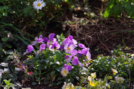 Viola flower blooming in the flower bedの写真素材