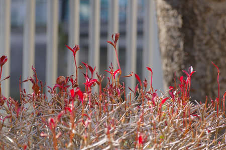 Hedge red sproutの写真素材
