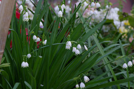 Snowflake flowersの写真素材