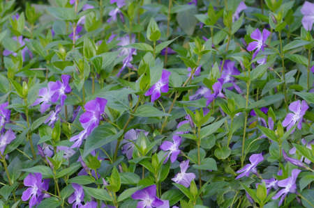 Vinca major flowersの写真素材