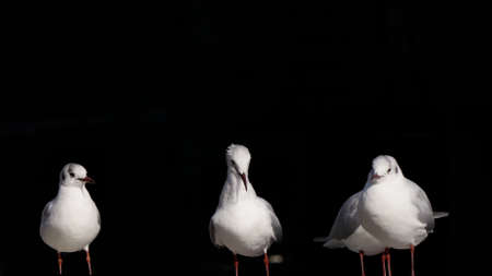 Black-headed gulls are lined upの写真素材