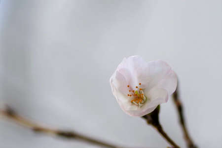 Close-up cherry blossomの写真素材