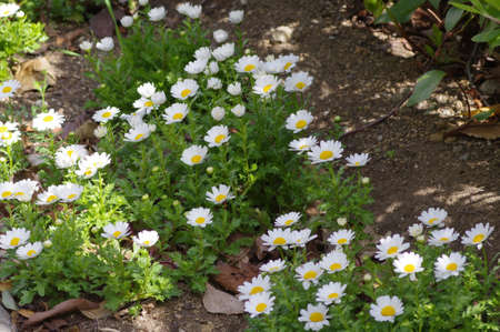 Mauranthemum paludosum in the flowerbedの写真素材