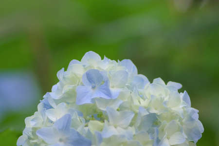 Hydrangea blooming in the parkの写真素材