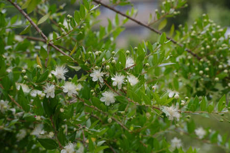 Myrtle tree with flower