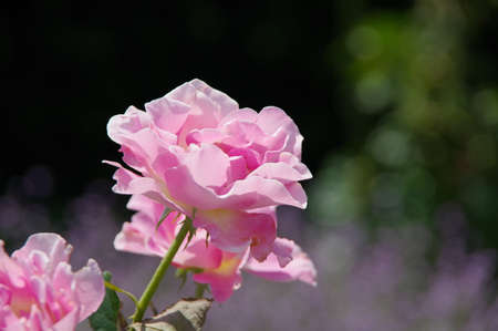 Rose flower in the gardenの写真素材