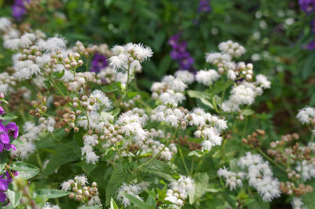 Eupatorium blooming in the flowerbed